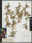 Foto von Salix alba L.